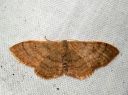 Idaea_straminata_kaarikulmumittari_IMG_1765-001.JPG