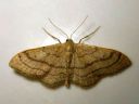 Idaea_straminata_kaarikulmumittari_IMG_2463.JPG