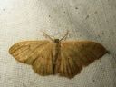 Idaea_straminata_kaarikulmumittari_IMG_7148.JPG