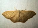 Idaea_straminata_kaarikulmumittari_IMG_8552.JPG