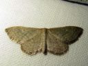 Idaea_sylvestraria_olkikulmumittari_IMG_0696.JPG