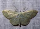 Idaea_sylvestraria_olkikulmumittari_IMG_2017.jpg