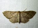 Idaea_sylvestraria_olkikulmumittari_IMG_2457.JPG