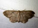 Idaea_sylvestraria_olkikulmumittari_IMG_2460.JPG