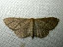 Idaea_sylvestraria_olkikulmumittari_IMG_2487.JPG