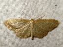 Idaea_sylvestraria_olkikulmumittari_IMG_4946.JPG