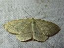 Idaea_sylvestraria_olkikulmumittari_IMG_5005.jpg