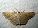 Idaea_sylvestraria_olkikulmumittari_IMG_5812.JPG