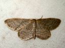 Idaea_sylvestraria_olkikulmumittari_IMG_7030.JPG