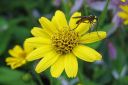 Idanarnikki2C_Arnica_sachalinensis_IMG_4223.jpg