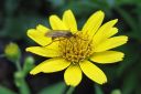 Idanarnikki2C_Arnica_sachalinensis_IMG_4229.jpg