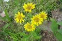 Idanarnikki2C_Arnica_sachalinensis_IMG_6401.jpg