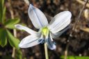 Idansinililja2C_Scilla_siberica_IMG_0309.jpg