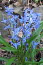 Idansinililja2C_Scilla_siberica_IMG_0318.jpg