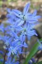 Idansinililja2C_Scilla_siberica_IMG_0319.jpg