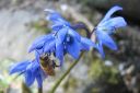 Idansinililja2C_Scilla_siberica_IMG_5688.jpg