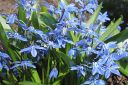 Idansinililja2C_Scilla_siberica_IMG_6322.jpg