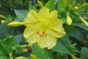 Ihmekukka2C_Mirabilis_jalapa_IMG_5692.jpg