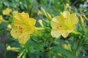 Ihmekukka2C_Mirabilis_jalapa_IMG_5695.jpg