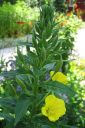 Iltahelokki2C_Oenothera_biennis_IMG_5042.jpg