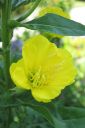 Iltahelokki2C_Oenothera_biennis_IMG_5043.jpg