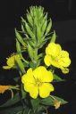 Iltahelokki2C_Oenothera_biennis_IMG_5716.jpg