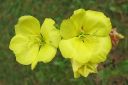 Iltahelokki2C_Oenothera_biennis_IMG_6968.jpg