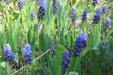 Isohelmililja2C_Muscari_latifolium_IMG_1083.jpg