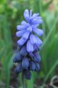 Isohelmililja2C_Muscari_latifolium_IMG_1084.jpg