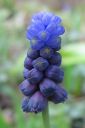 Isohelmililja2C_Muscari_latifolium_IMG_6173.jpg