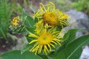 Isohirvenjuuri2C_Inula_helenium_IMG_3515.jpg