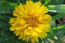 Isokaunosilma2C_Coreopsis_grandiflora_IMG_2599.jpg