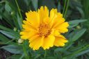 Isokaunosilma2C_Coreopsis_grandiflora_IMG_3892.jpg