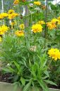 Isokaunosilma2C_Coreopsis_grandiflora_IMG_5667.jpg