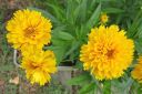 Isokaunosilma2C_Coreopsis_grandiflora_IMG_5670.jpg