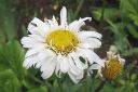 Isopaivankakkara2C_Leucanthemum_maximum_IMG_2458.jpg