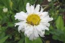 Isopaivankakkara2C_Leucanthemum_maximum_IMG_2459.jpg