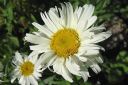 Isopaivankakkara2C_Leucanthemum_maximum_IMG_7091.jpg