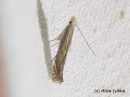 Isophrictis_striatella_pietarviirukoi_9_7_2014.jpg