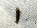 Isophrictis_striatella_pietarviirukoi_IMG_1038.JPG