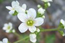 Isorikko2C_Saxifraga_hostii_IMG_2379.jpg