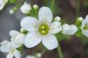 Isorikko2C_Saxifraga_hostii_IMG_2380.jpg