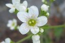 Isorikko2C_Saxifraga_hostii_IMG_2381.jpg