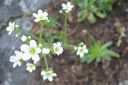 Isorikko2C_Saxifraga_hostii_IMG_2382.jpg