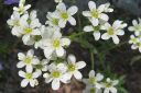 Isorikko2C_Saxifraga_hostii_IMG_4276.jpg