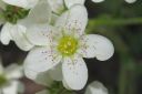 Isorikko2C_Saxifraga_hostii_IMG_4278.jpg