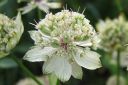 Isotahtiputki2C_Astrantia_major_IMG_1719.jpg