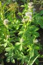 Isotahtiputki2C_Astrantia_major_IMG_2459.jpg