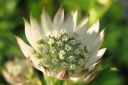 Isotahtiputki2C_Astrantia_major_IMG_2460.jpg