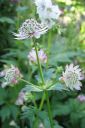 Isotahtiputki2C_Astrantia_major_IMG_2968.jpg